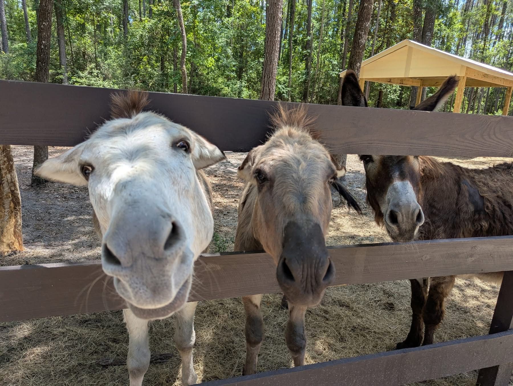 Red Dragonfly Animal Rescue
