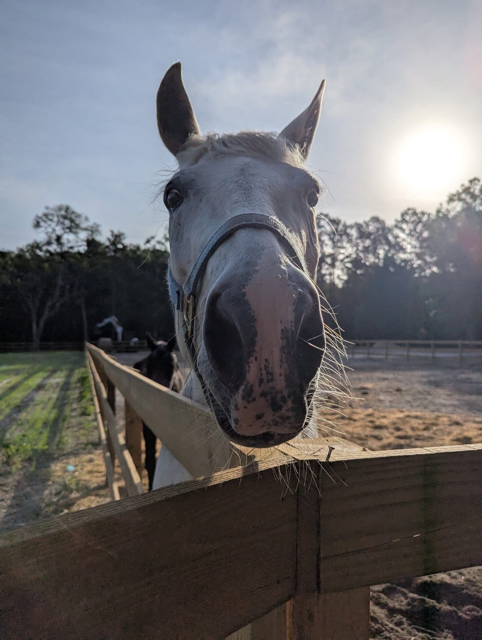 Red Dragonfly Animal Rescue