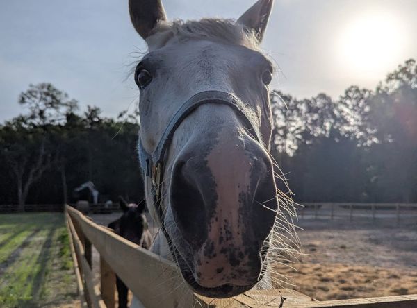 Red Dragonfly Animal Rescue