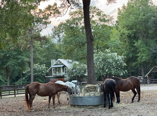 Red Dragonfly Animal Rescue