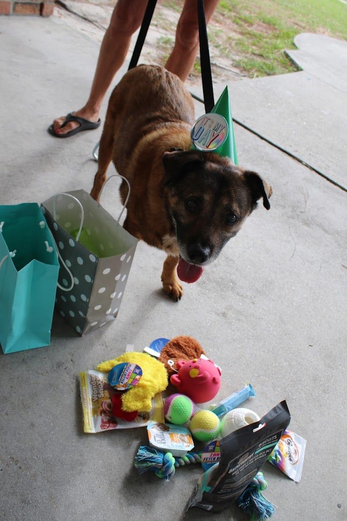 Freedom Bridge Animal Rescue NC