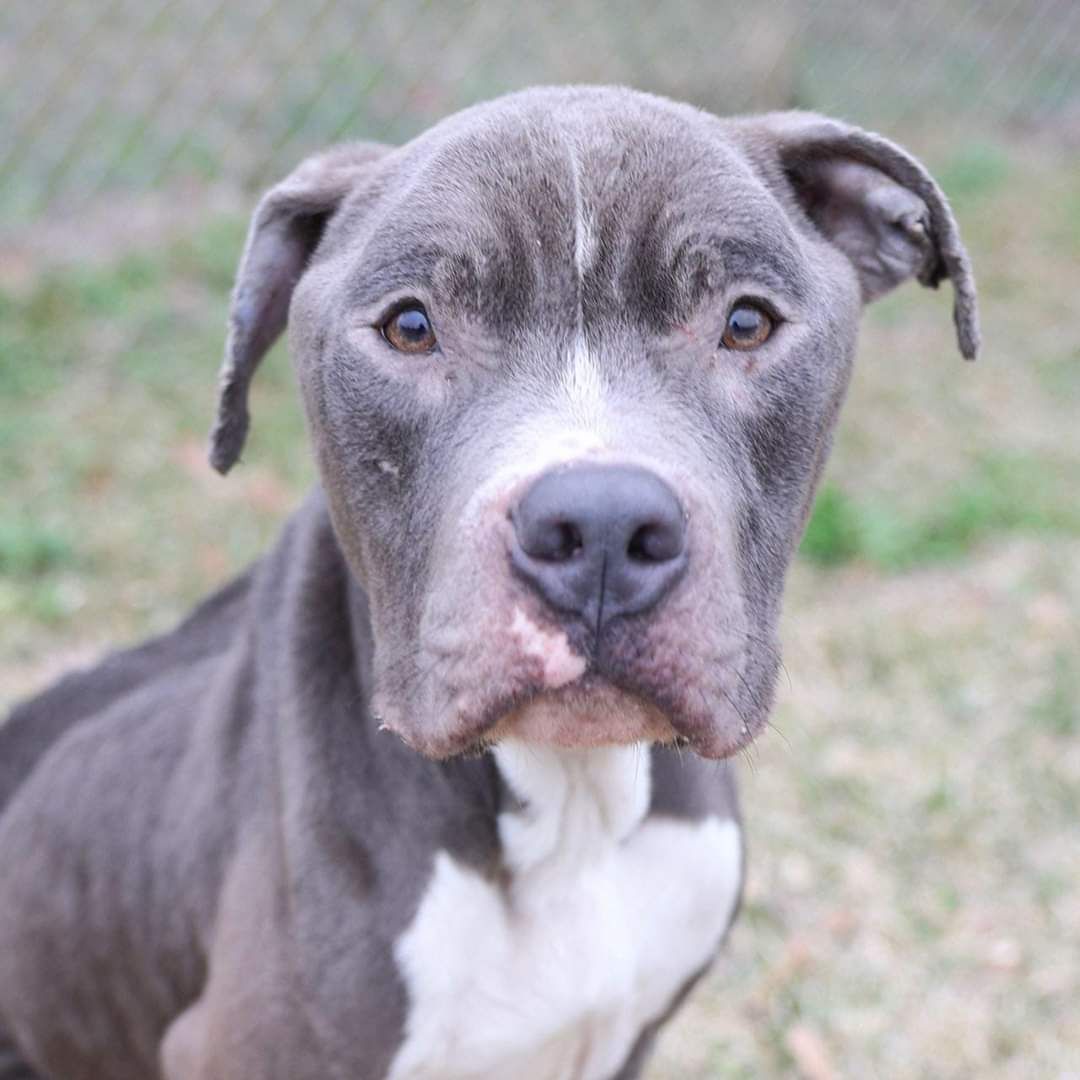 Freedom Bridge Animal Rescue NC