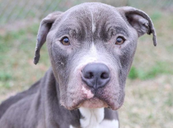 Freedom Bridge Animal Rescue NC