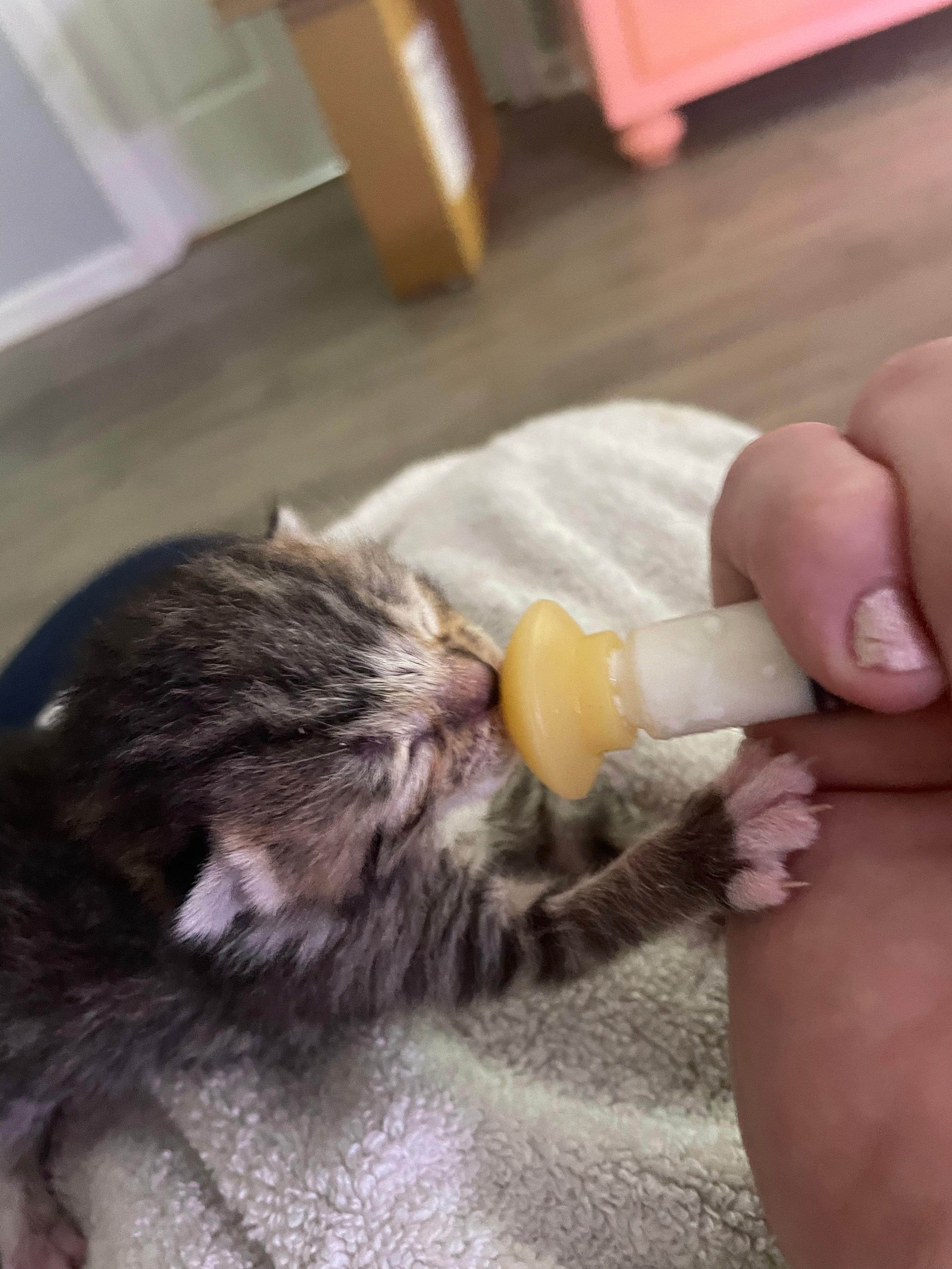 Miles To Go Kitten Rehab