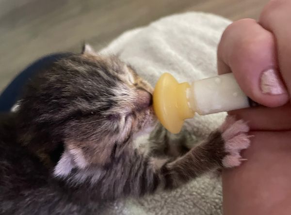 Miles To Go Kitten Rehab