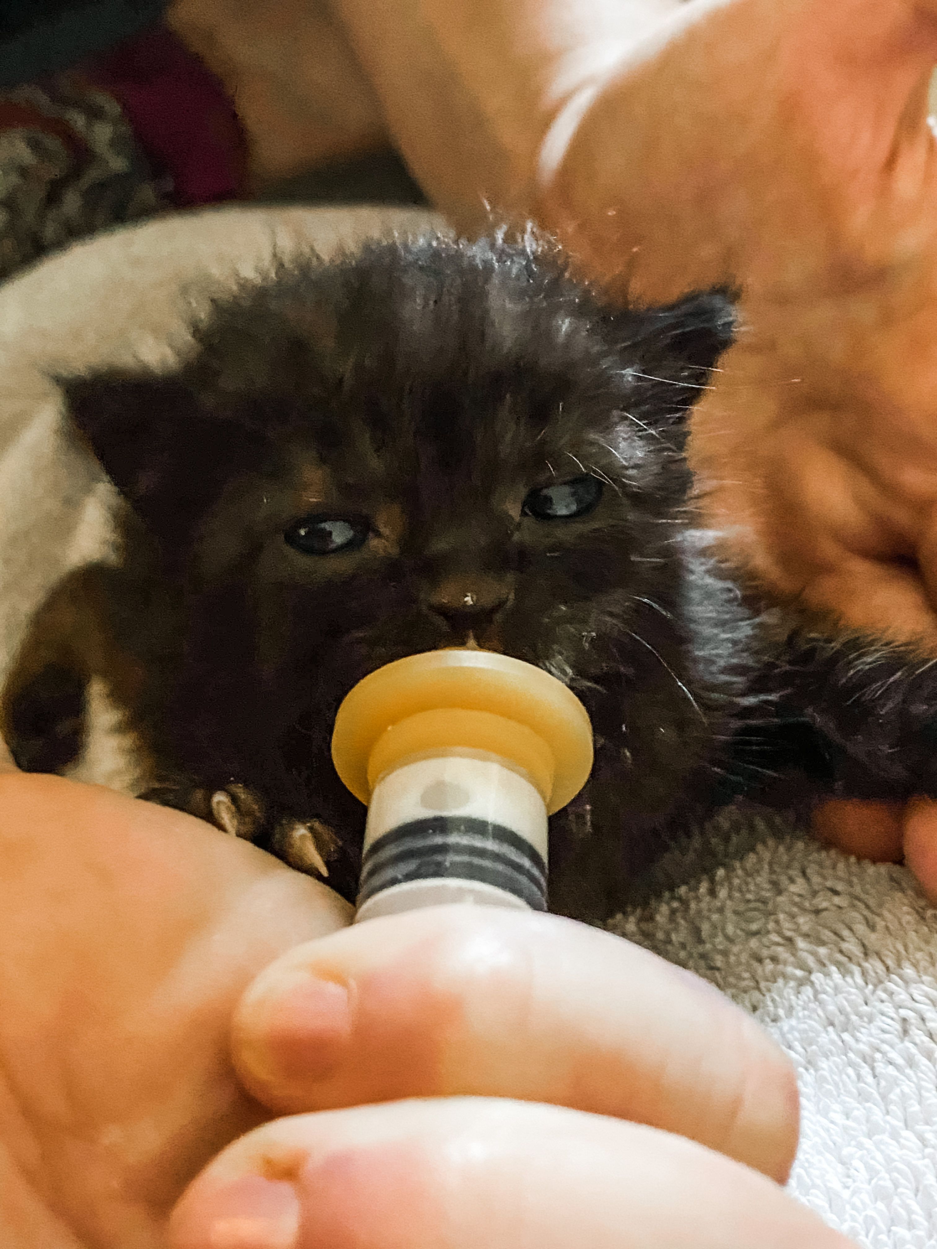 Miles To Go Kitten Rehab