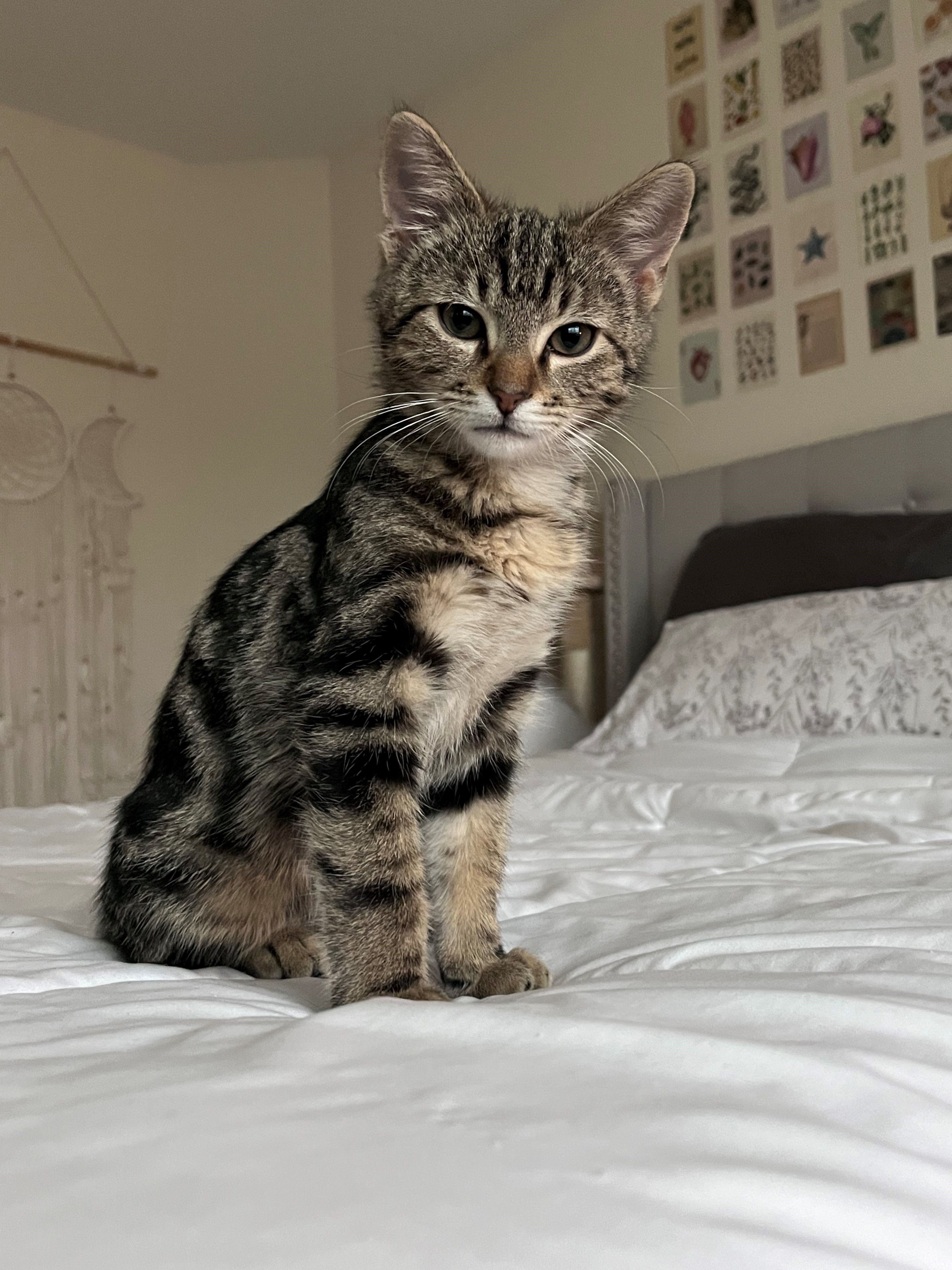 Feline Rescue in the Ferry, Inc