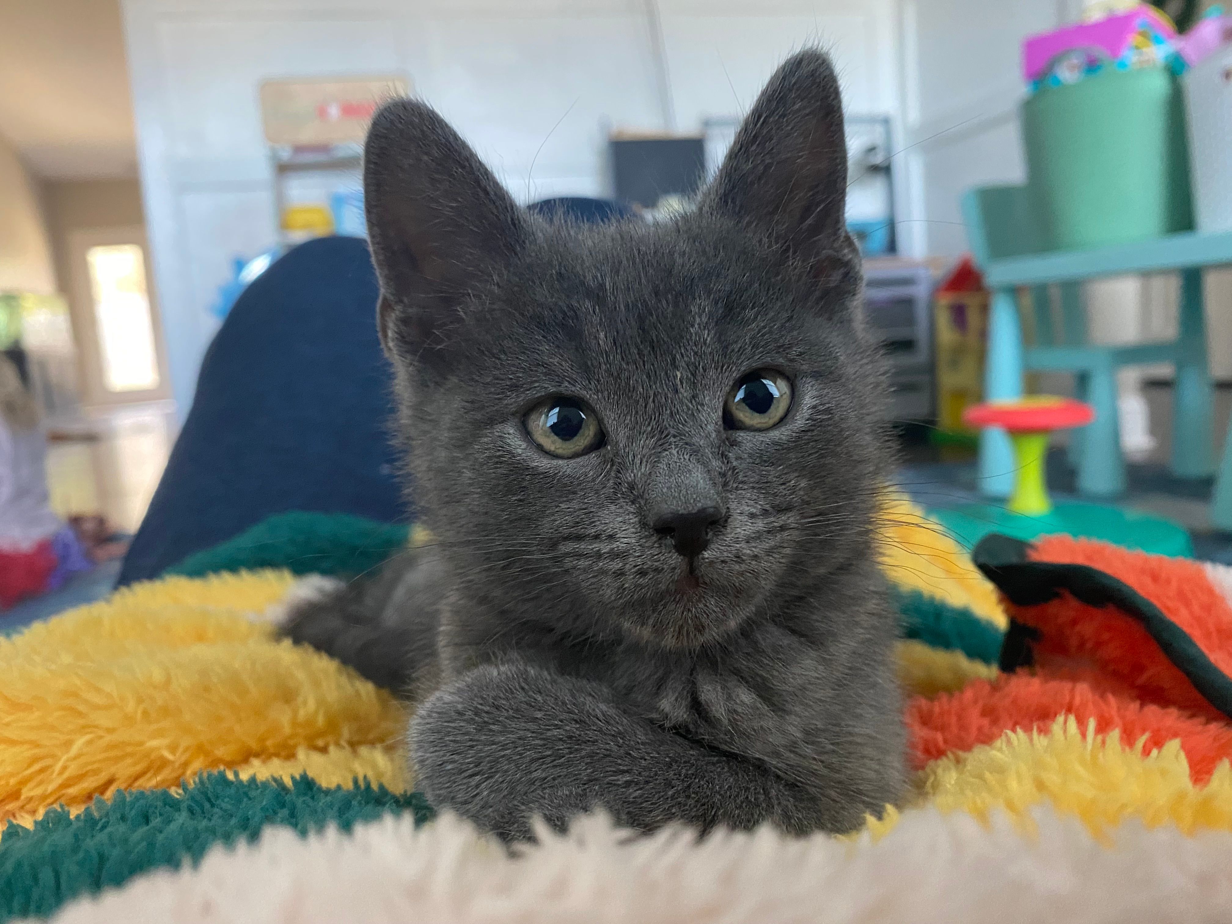 Feline Rescue in the Ferry, Inc