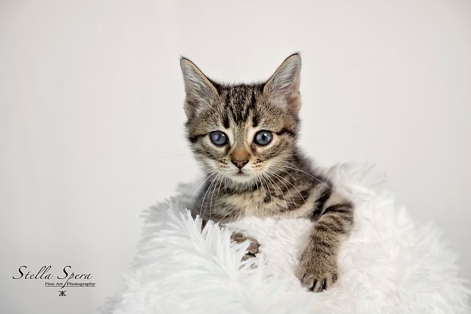 Feline Rescue in the Ferry, Inc