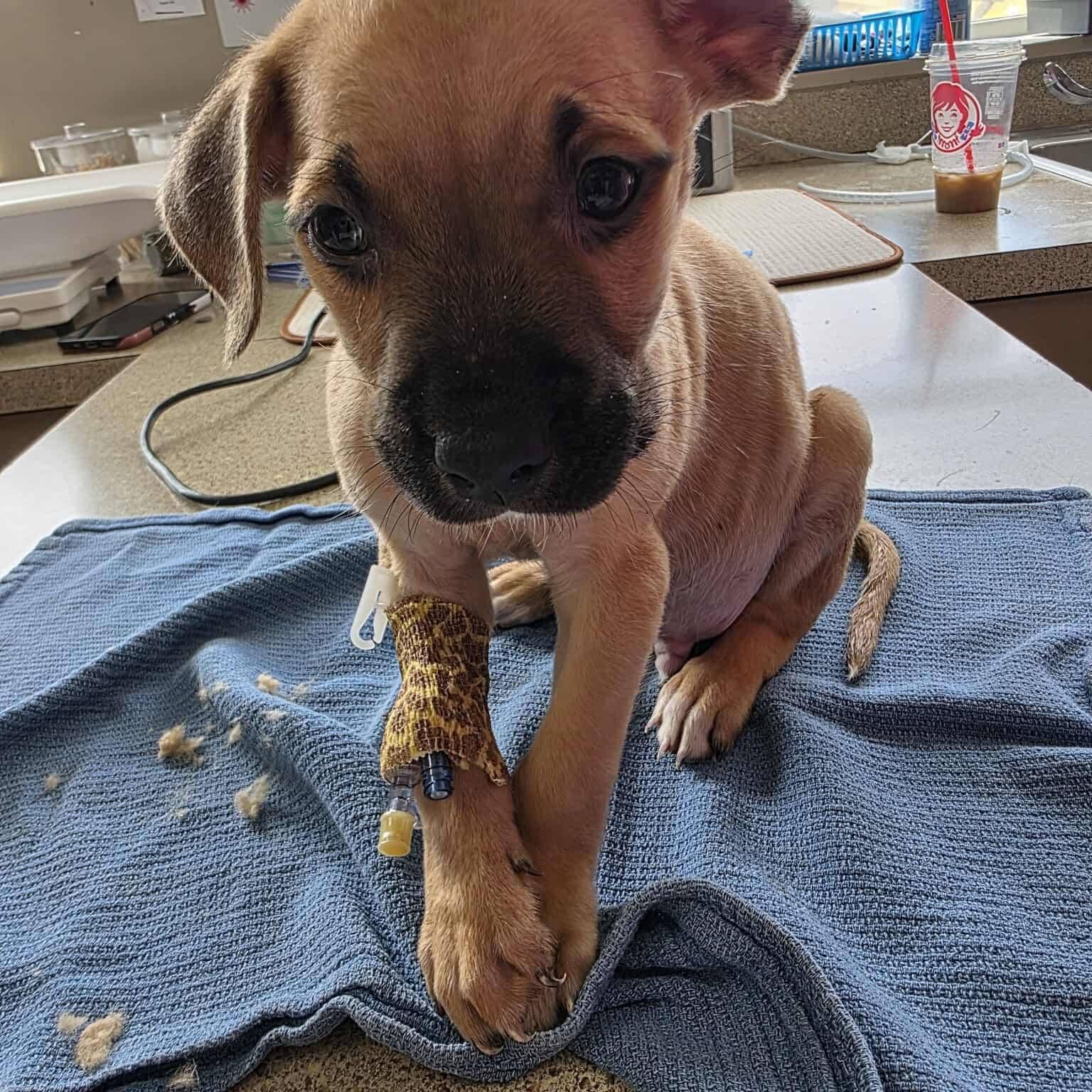 Wagon Tails Farm Rescue