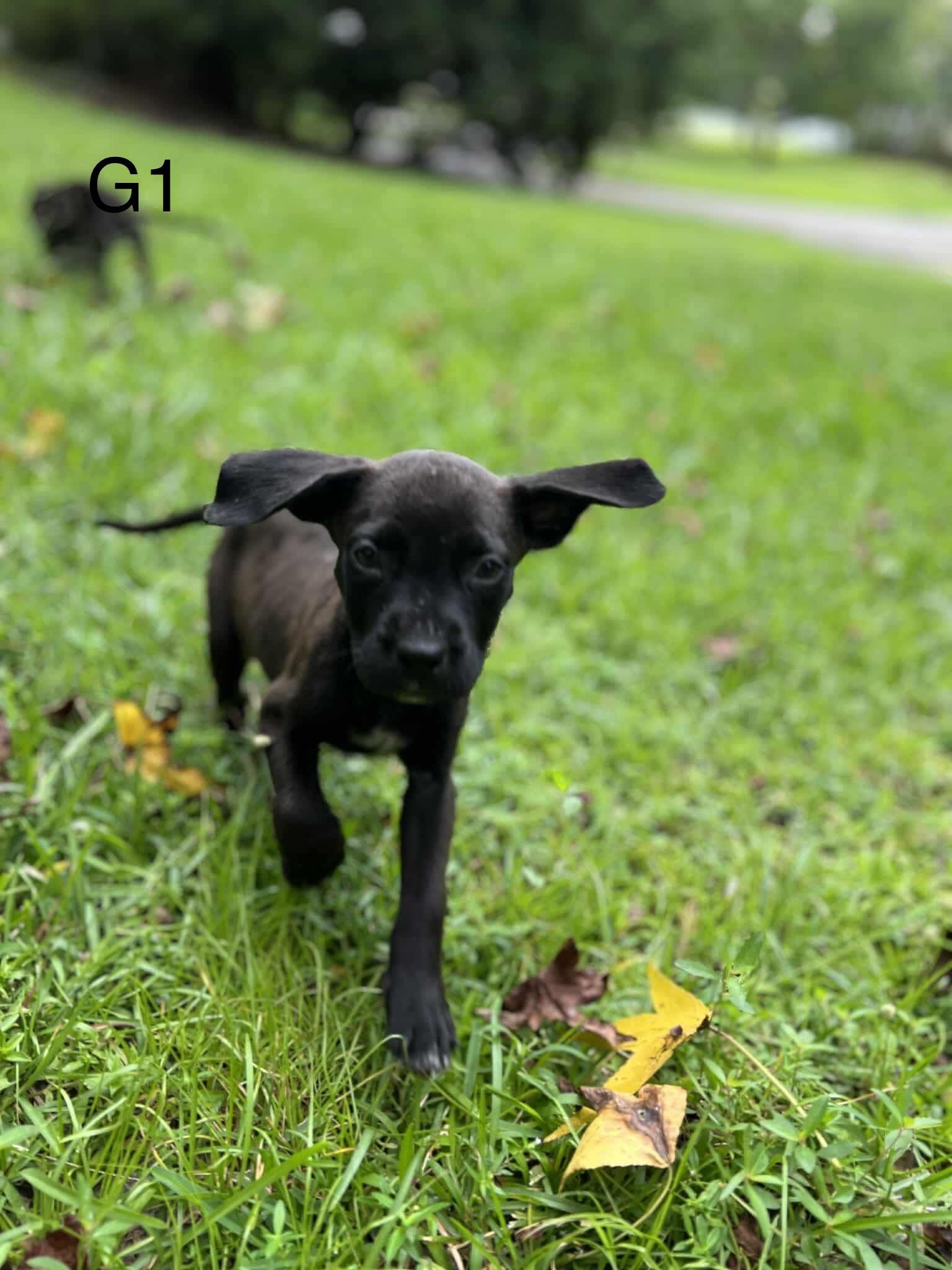 Wagon Tails Farm Rescue