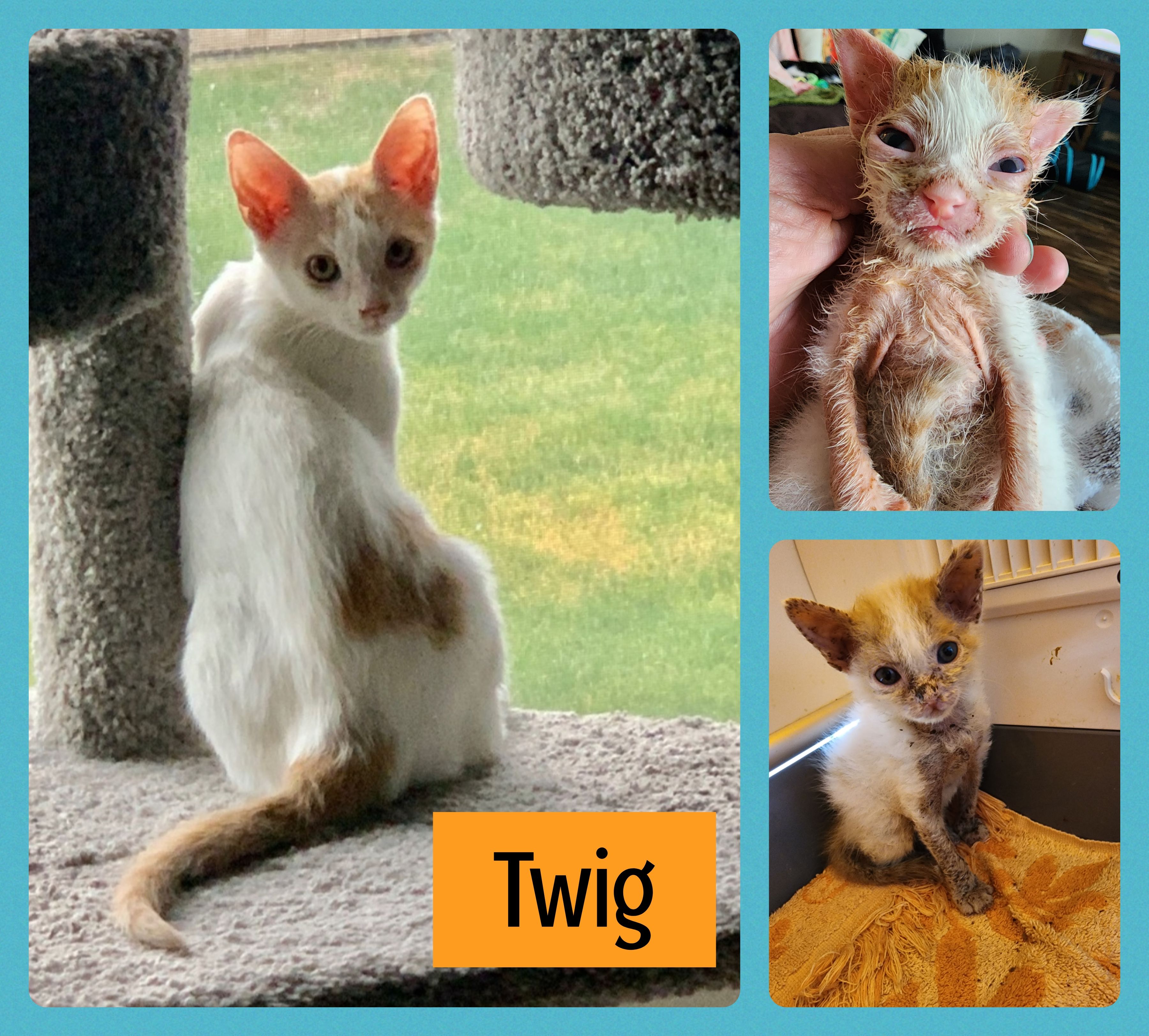 Tri City Kitty Rescue