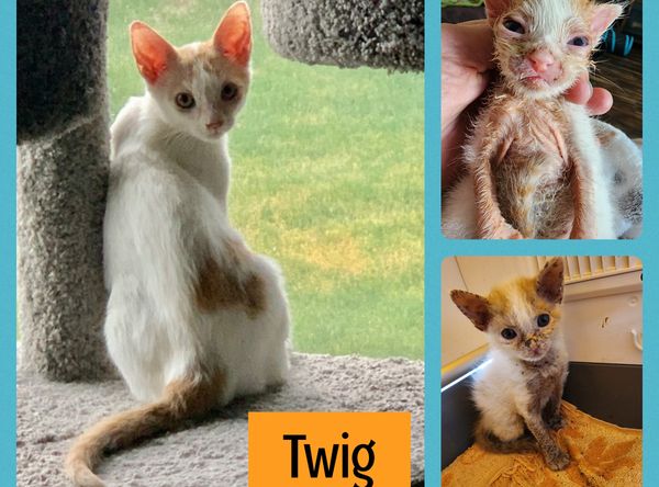 Tri City Kitty Rescue