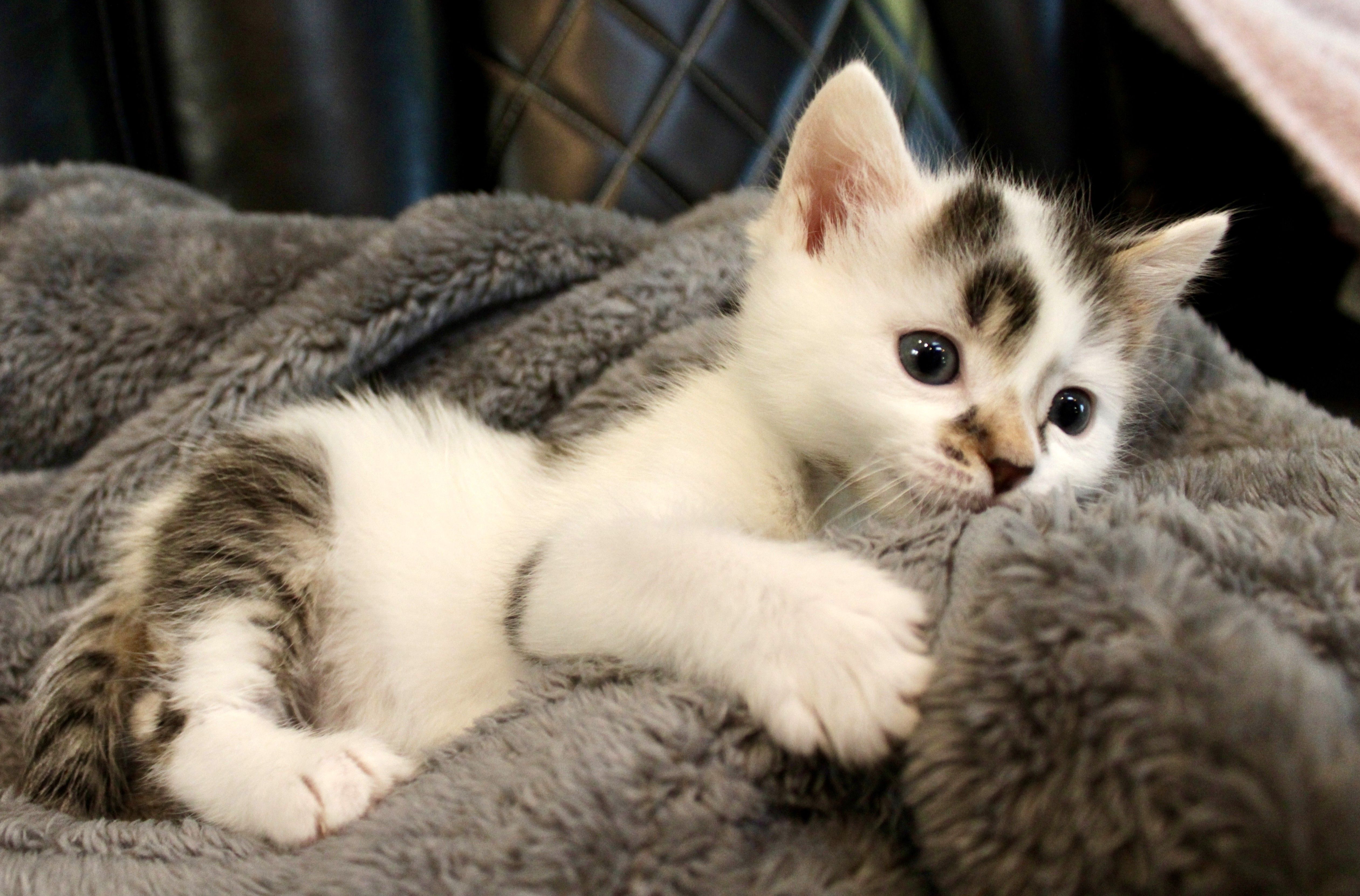 Tri City Kitty Rescue