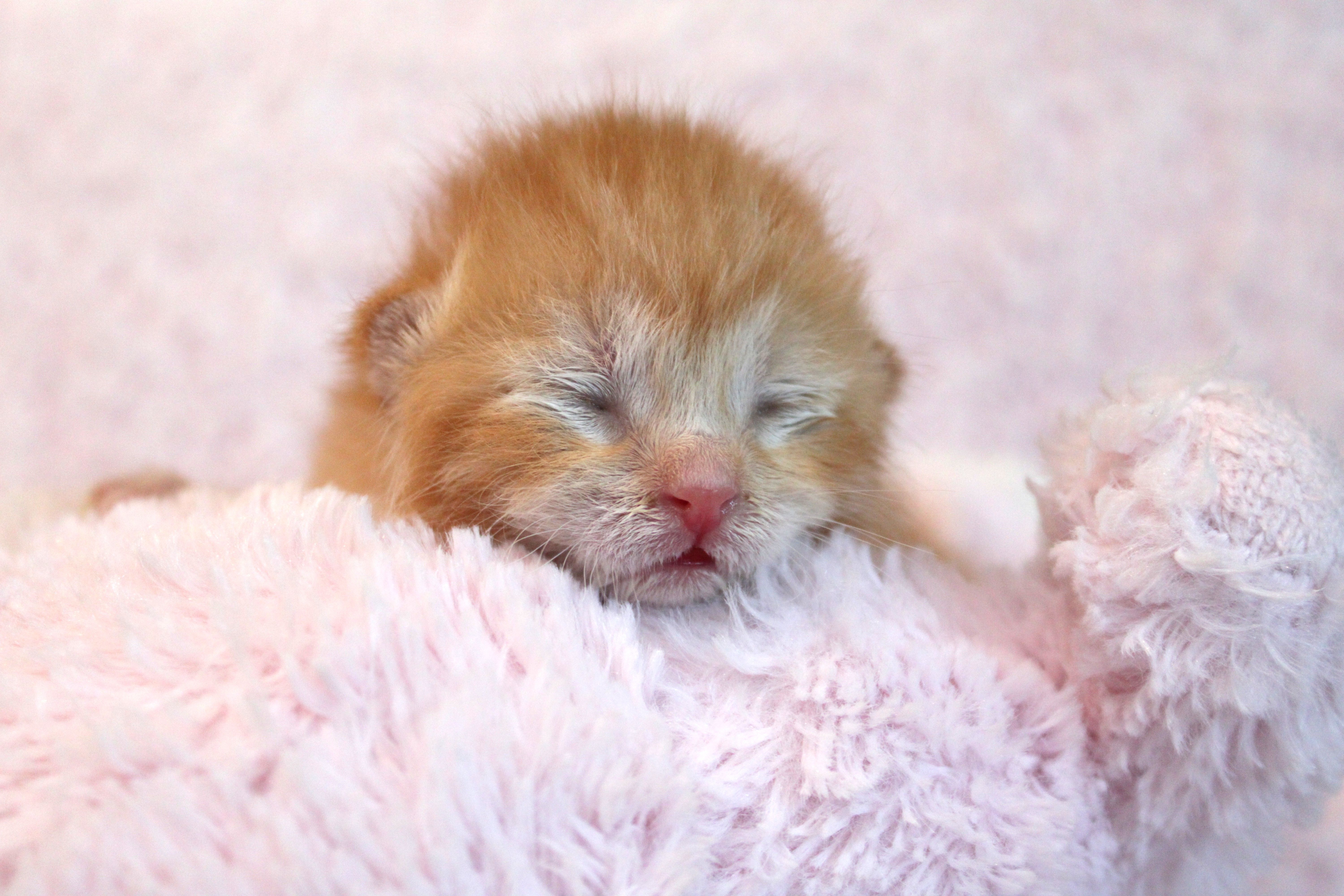 Tri City Kitty Rescue