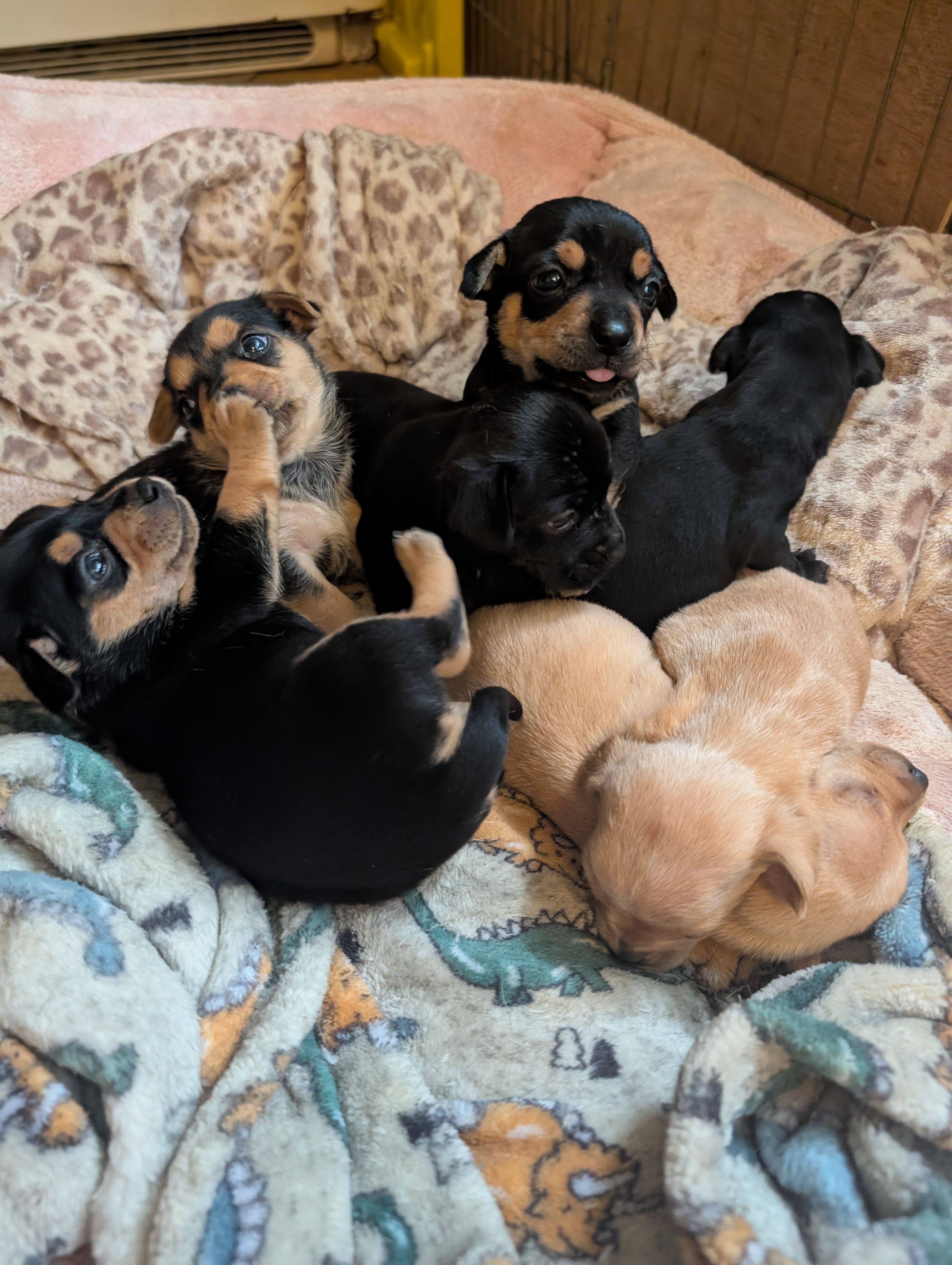 Ark of Promise Rescue