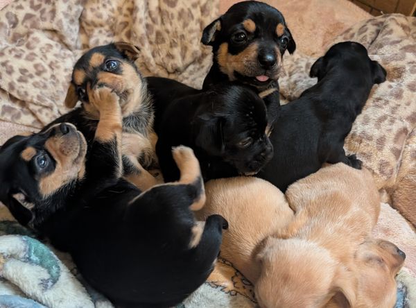 Ark of Promise Rescue