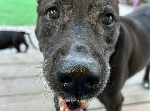 Old Dogs Go to Helen