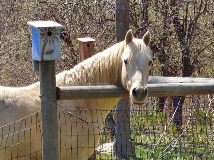 Fairy Farm Sanctuary