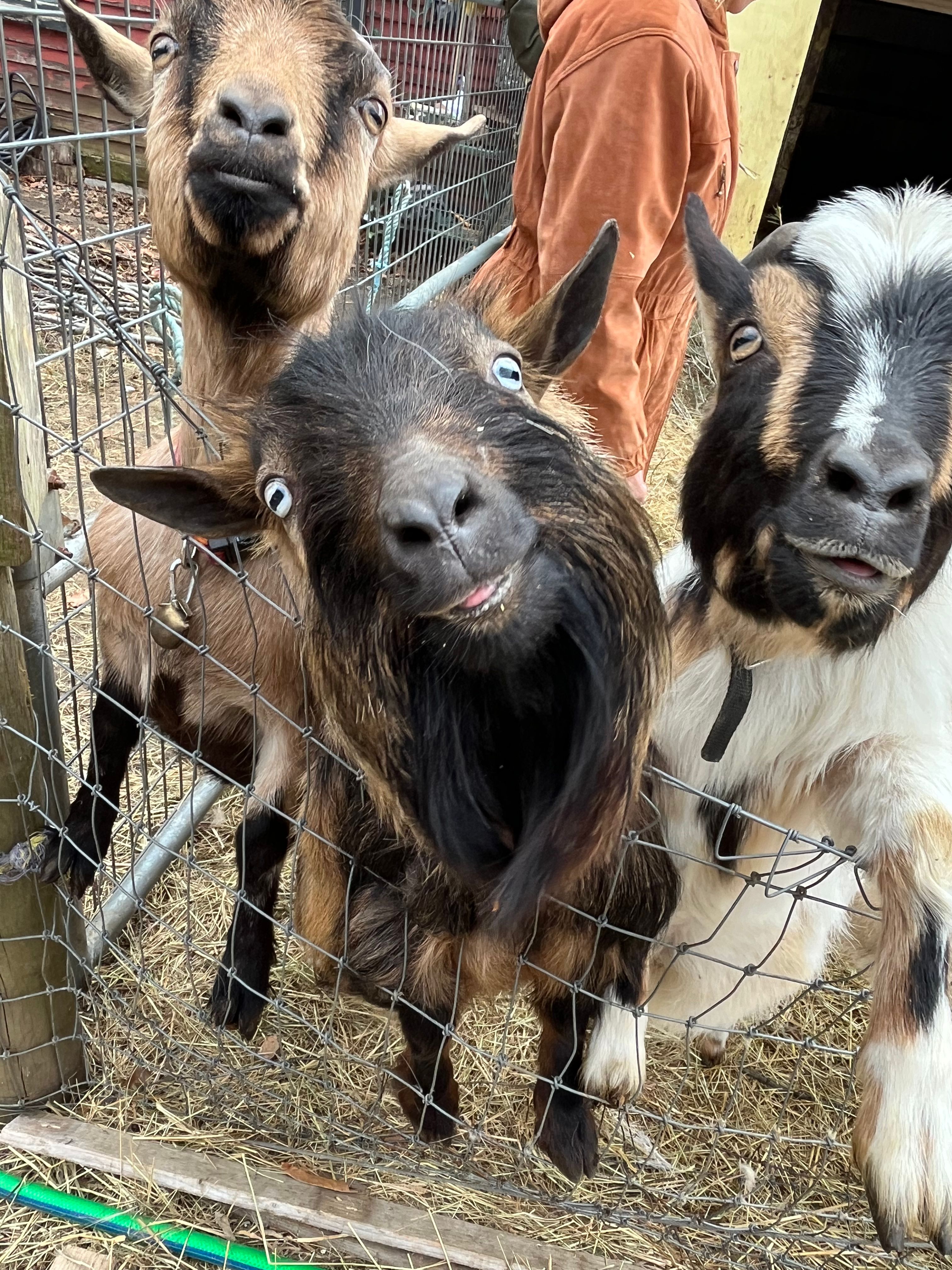 Fairy Farm Sanctuary