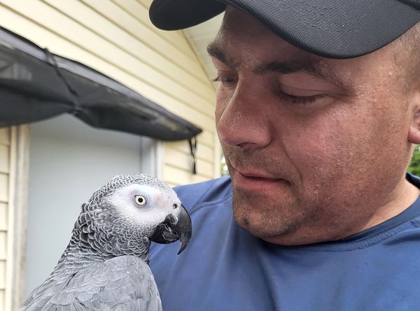 RoseBerry Bird Rescue