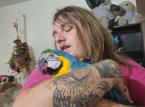 RoseBerry Bird Rescue