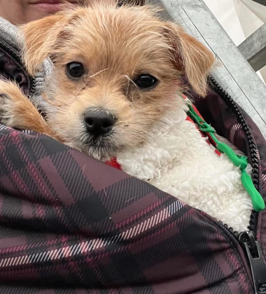 Wild and Free Rescue