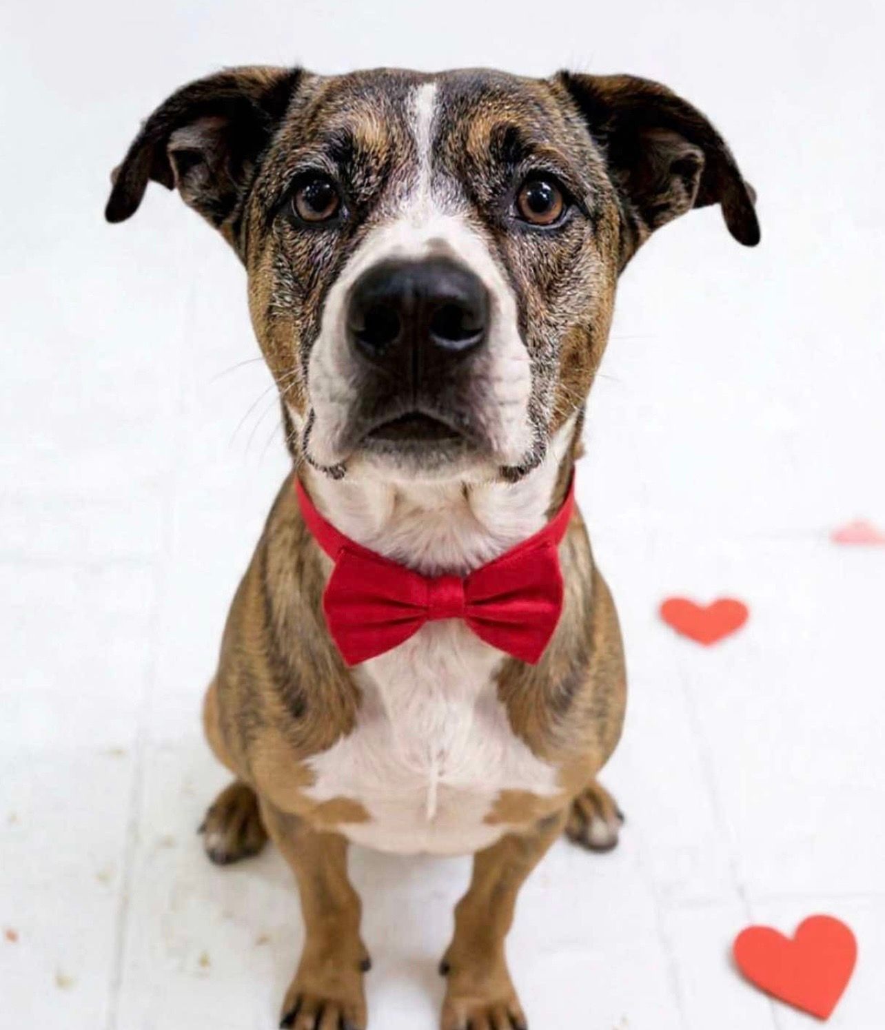 Wild and Free Rescue