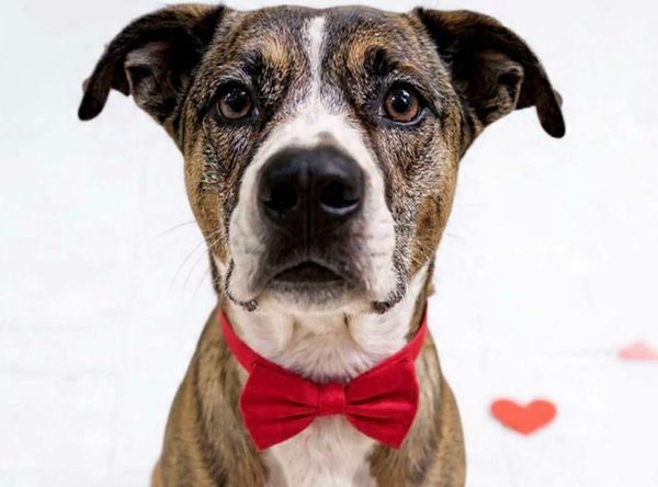 Wild and Free Rescue