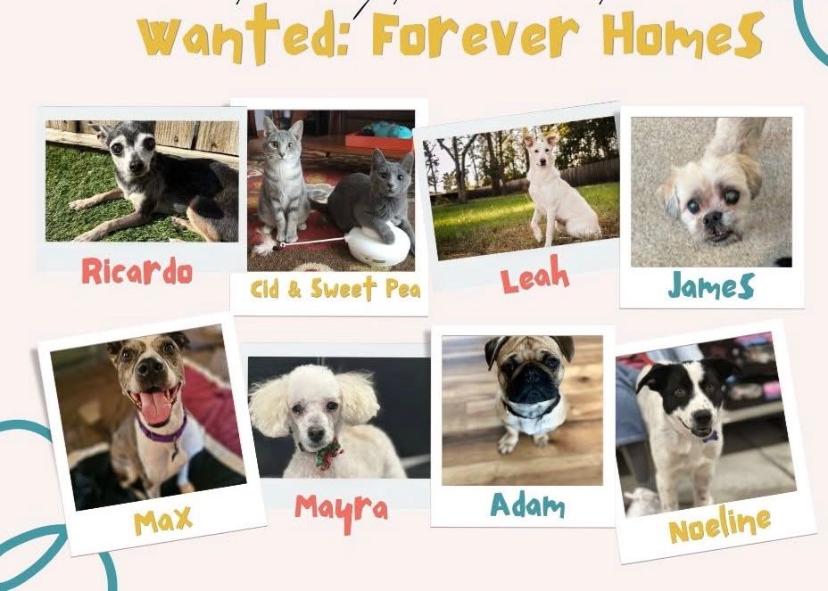 Wild and Free Rescue