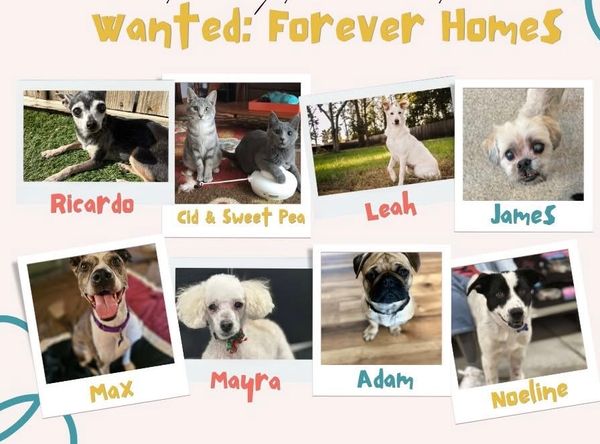 Wild and Free Rescue