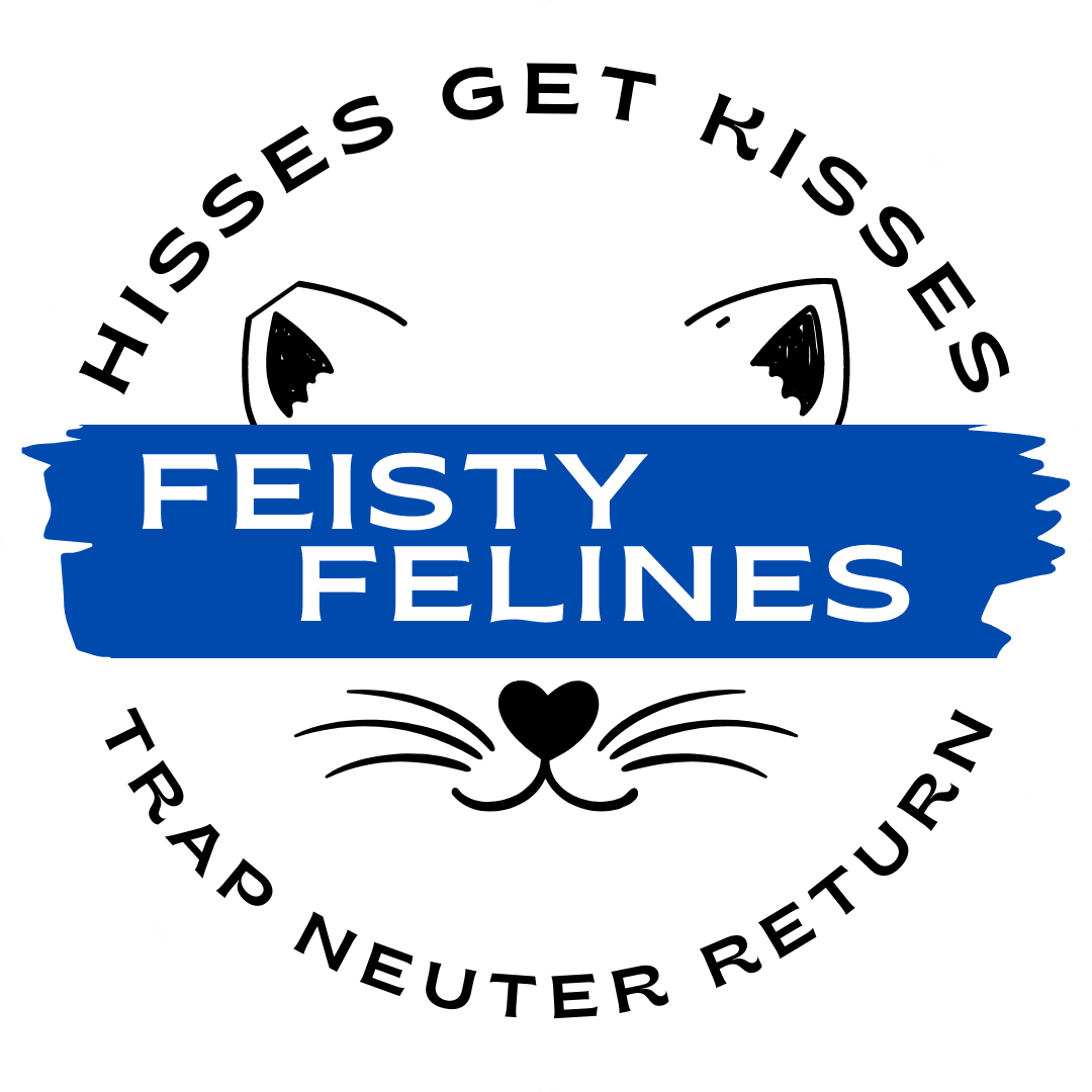 Feisty Felines