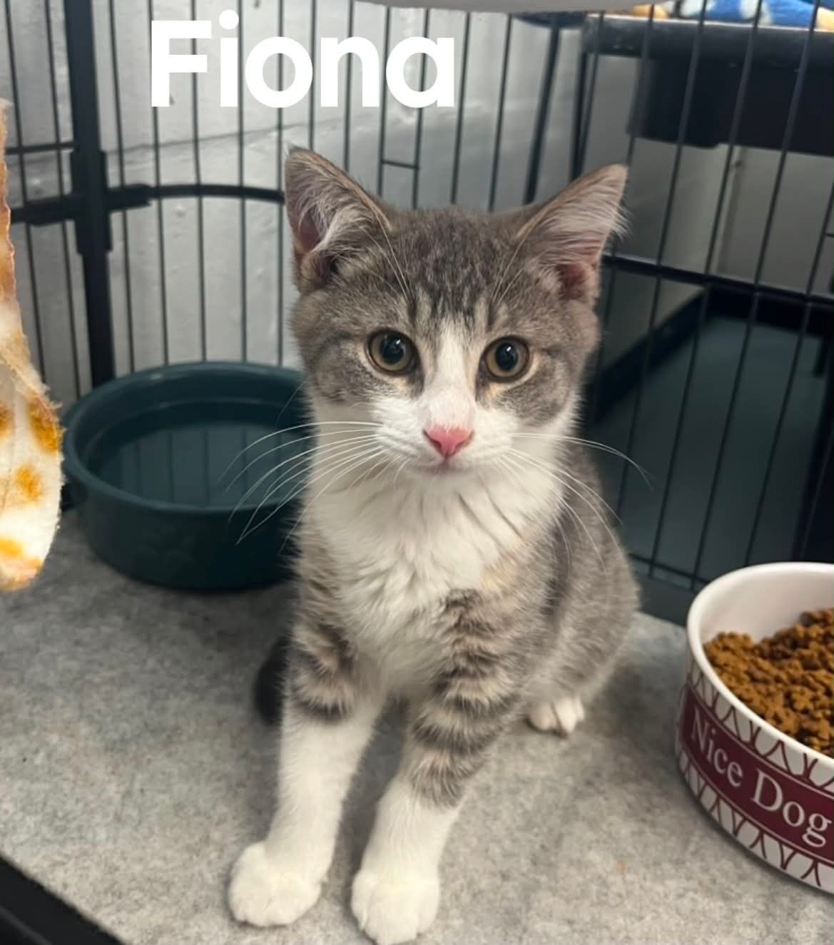 HUMANE SOCIETY OF BRANCH COUNTY