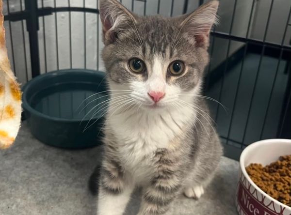 HUMANE SOCIETY OF BRANCH COUNTY