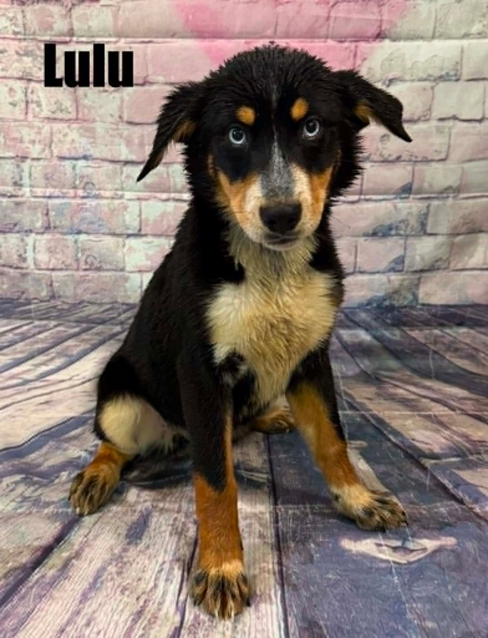 HUMANE SOCIETY OF BRANCH COUNTY