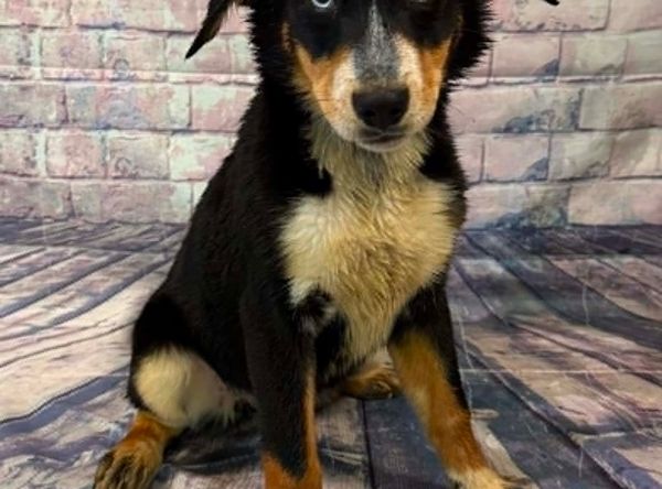 HUMANE SOCIETY OF BRANCH COUNTY