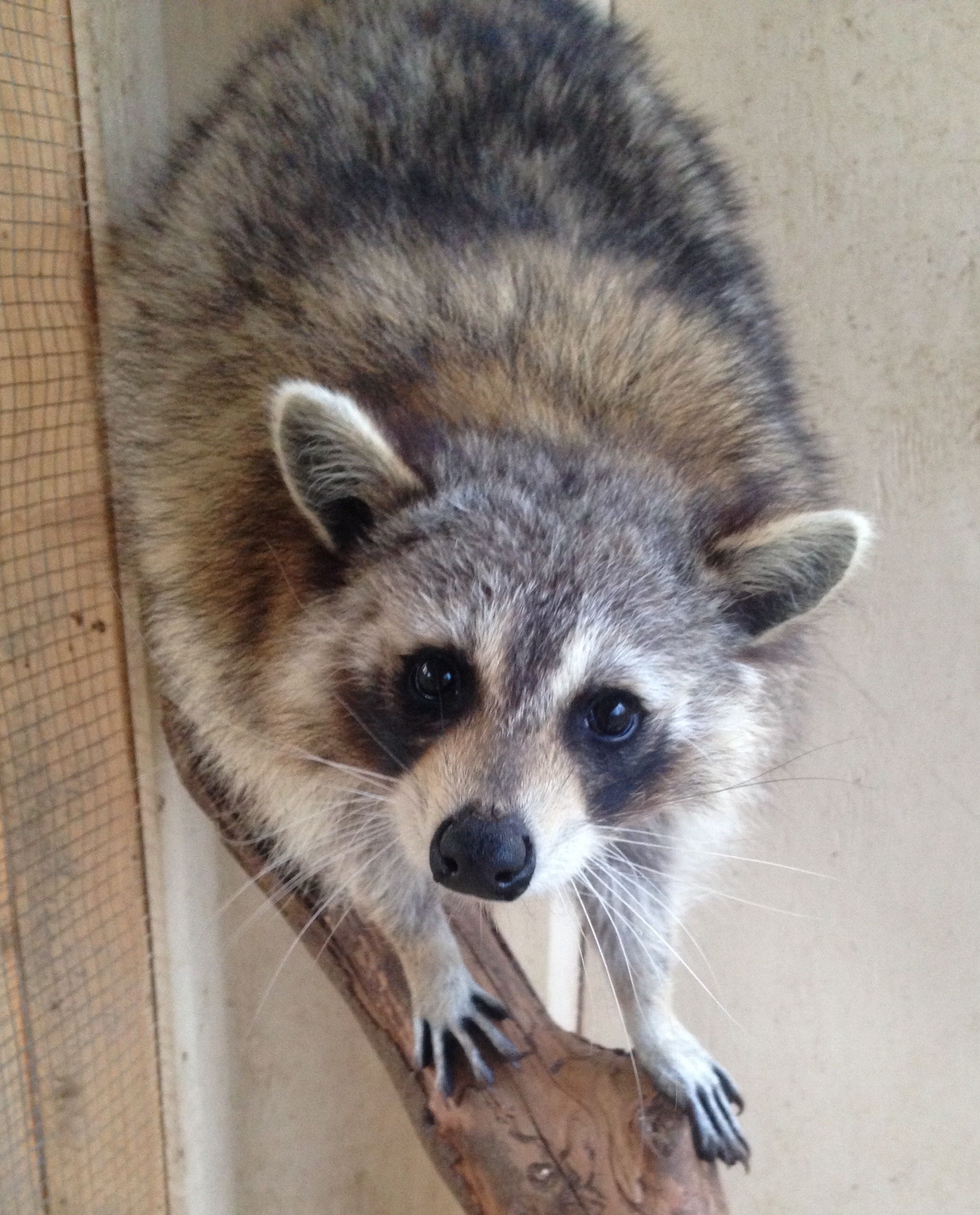 Roanoke Wildlife Rescue