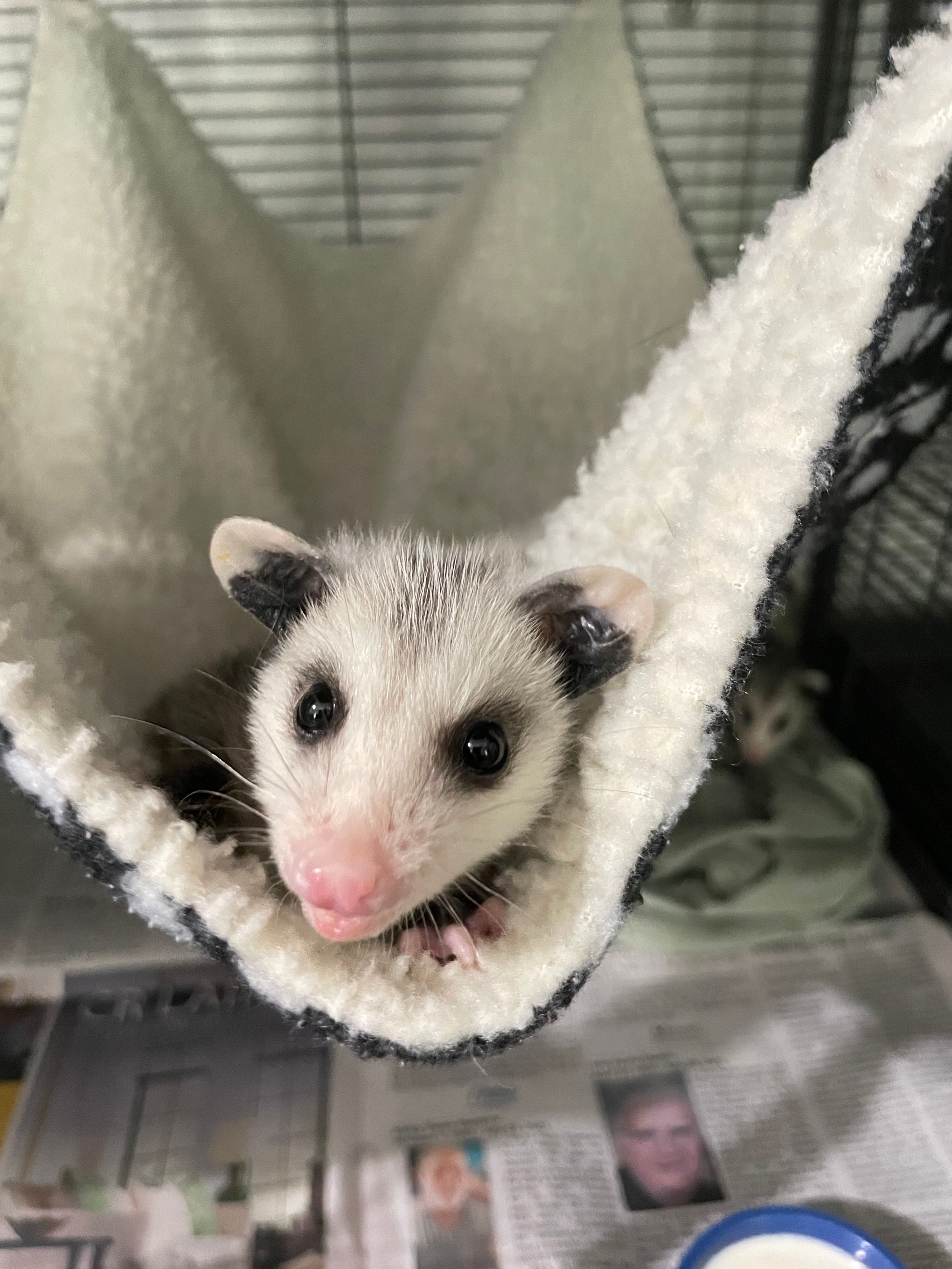 Roanoke Wildlife Rescue