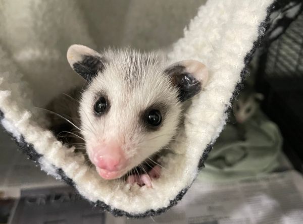 Roanoke Wildlife Rescue
