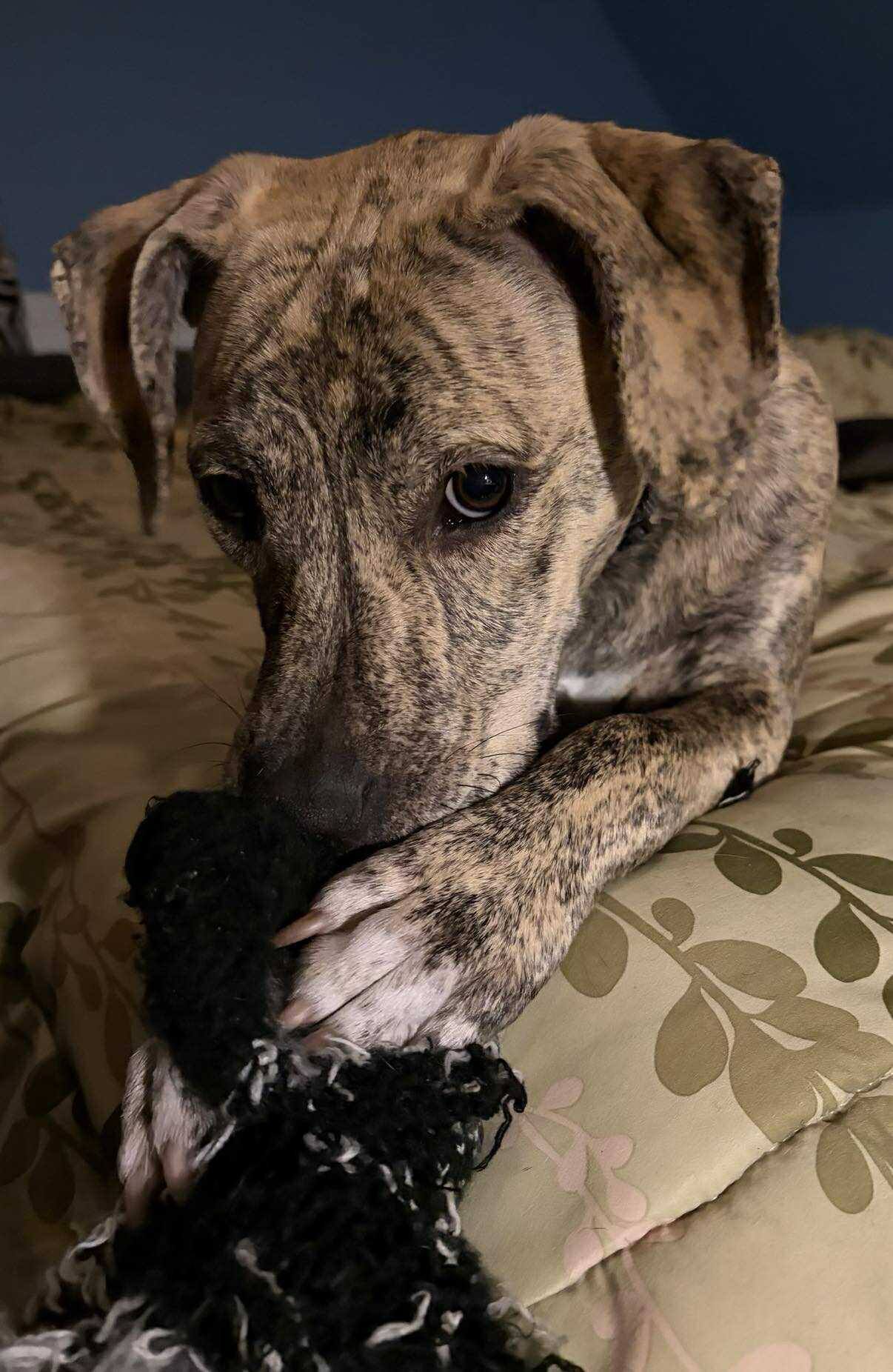 North Florida Rescues Inc