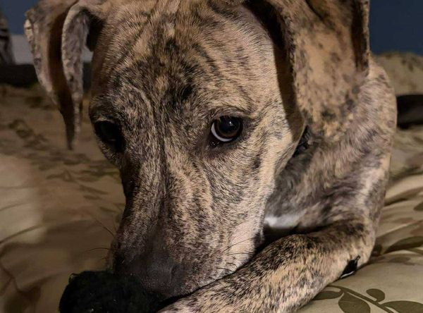 North Florida Rescues Inc