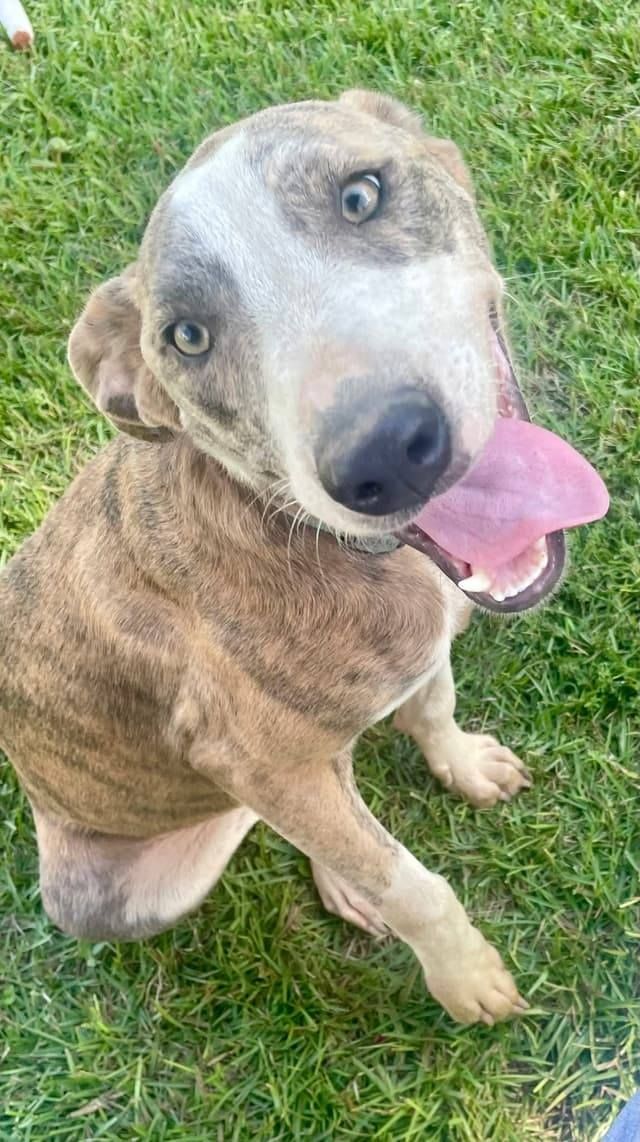 North Florida Rescues Inc