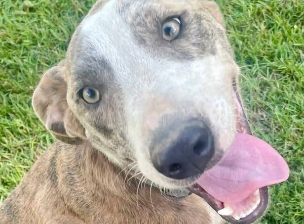 North Florida Rescues Inc