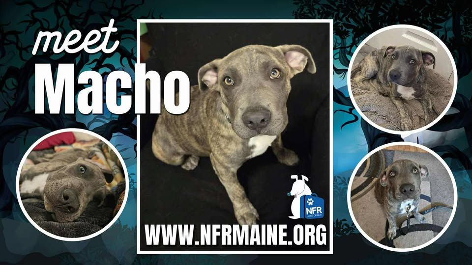 North Florida Rescues Inc