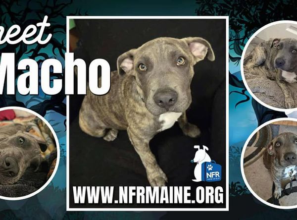 North Florida Rescues Inc