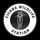 Cicada Wildlife Station