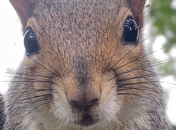 Cicada Wildlife Station