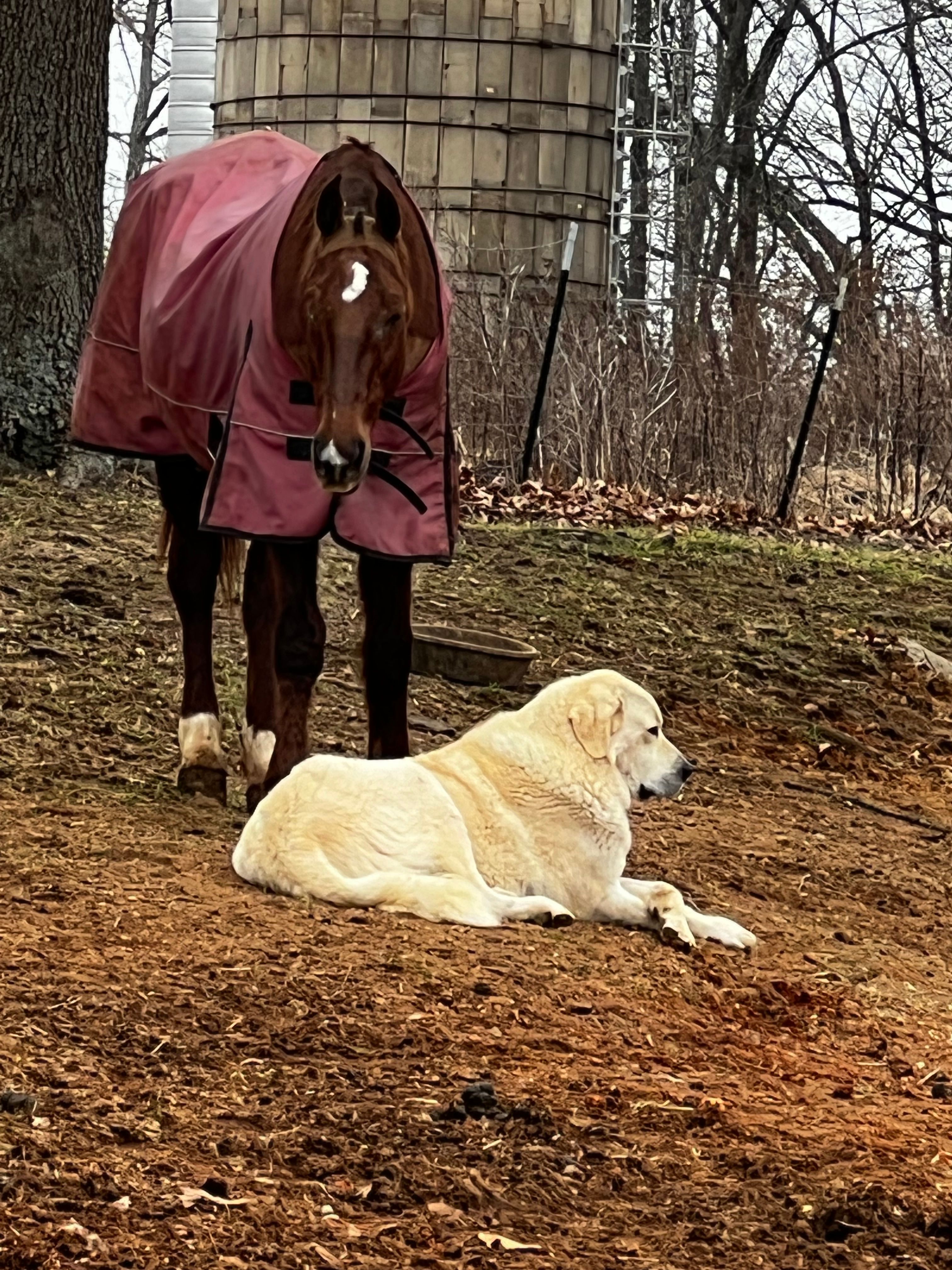 Lily's Ranch and Rescue