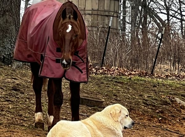 Lily's Ranch and Rescue