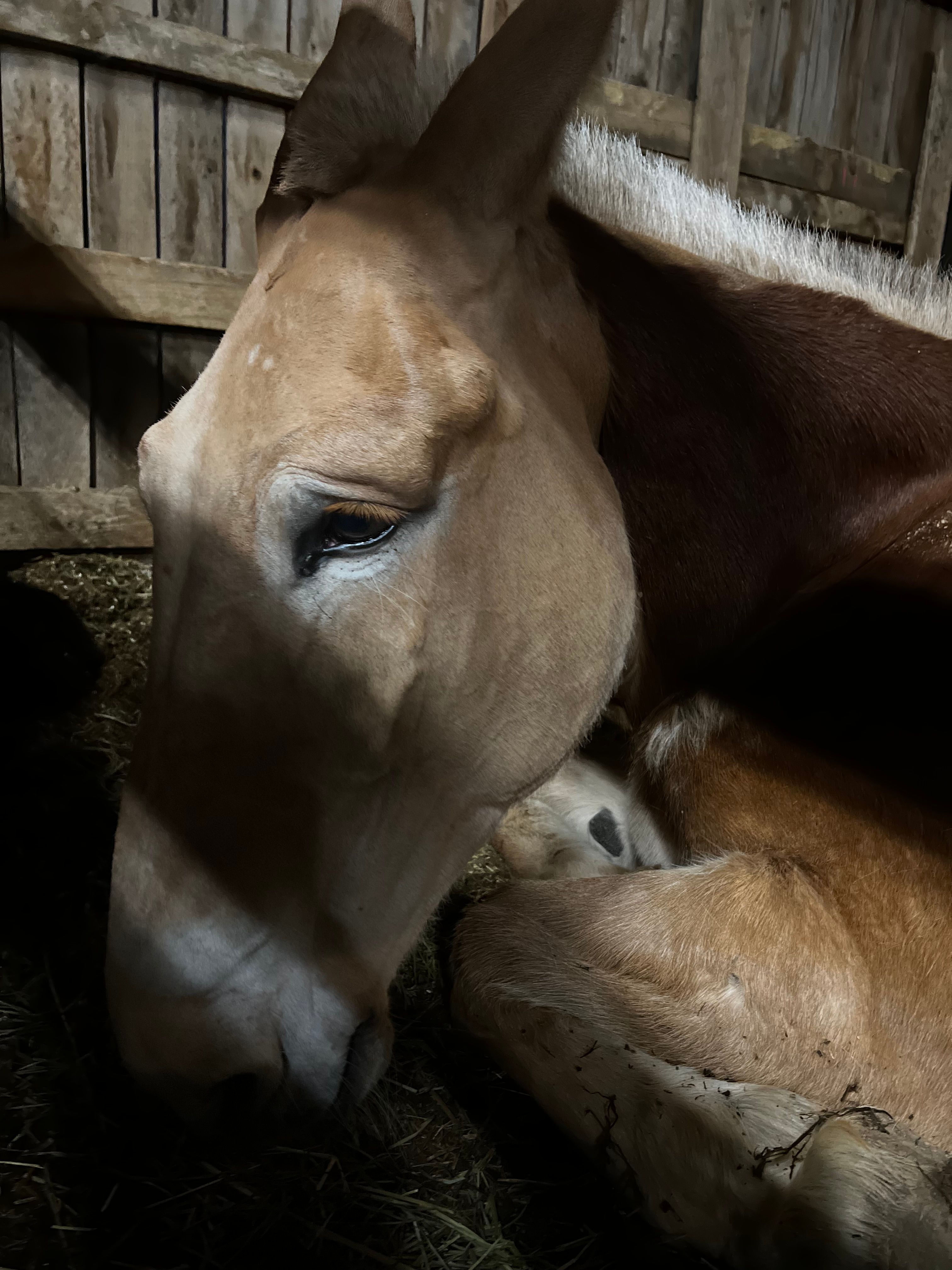 Lily's Ranch and Rescue